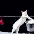 Cat_Wash emote