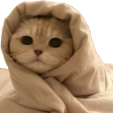 442830comfycat Emote