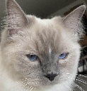 jenny_cat Emote