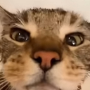Meauuuuu emote