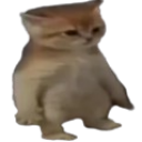 CatStanding Emote