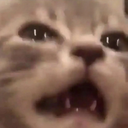 CatNOOOcrysad emote