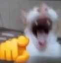 catlaughing emote