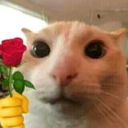 rose_mermer emote