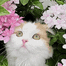 catto emote
