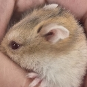 Angiebtw emote