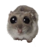 hamsterPwease Emote