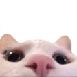 catpeek emote