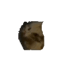 spinningcat emote