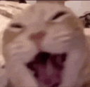 risa emote