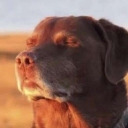 Imcooked Emote