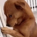 emoji_4 emote