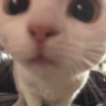 g_kittystare emote