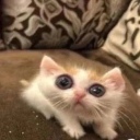 goffycatmeme Emote