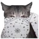 8089whitebandanacat emote