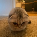 grumpy Emote