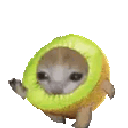 kiwicatrun emote
