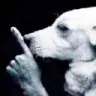 Siilenciop Emote