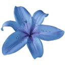 262536flower emote