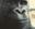 monkewhat emote