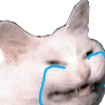 cattocry emote