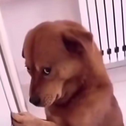 DogMst7y Emote