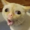 ogkk Emote