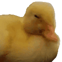 Duck_no emote