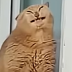 cat emote
