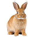 buny Emote