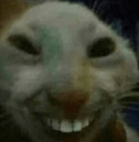 3058catwithteeth Emote