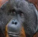 azadod emote