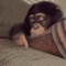 boredmonkey emote