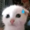 Cat_Scared Emote
