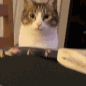 nom emote
