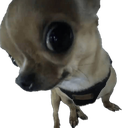 DogAyo emote