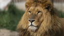 aslan1 Emote