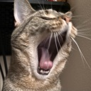 rockyyawn emote