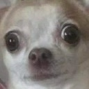 dogwtf emote