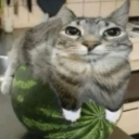 WatermelonCat emote