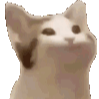 kooricat emote
