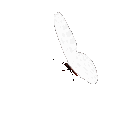 white emote