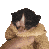catA emote