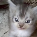 emoji_10 emote