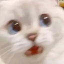 catnani emote