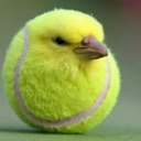 birb emote