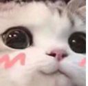 7482uwucat1 emote