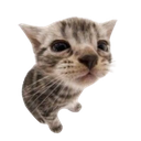 cato emote