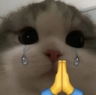 lyf_catpray emote