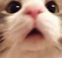 cutecat12 emote